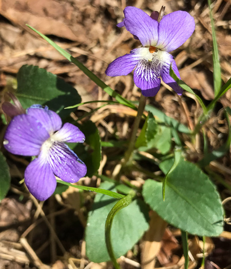 image of Viola sagittata, Arrowleaf Violet, Arrowhead Violet