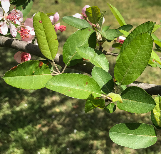 image of Malus angustifolia, Southern Crabapple, Wild Crabapple