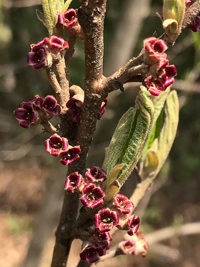 image of Hamamelis vernalis, Ozark Witch-hazel, Vernal Witch-hazel, Springtime Witch-hazel