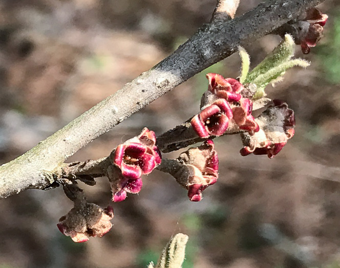 image of Hamamelis vernalis, Ozark Witch-hazel, Vernal Witch-hazel, Springtime Witch-hazel