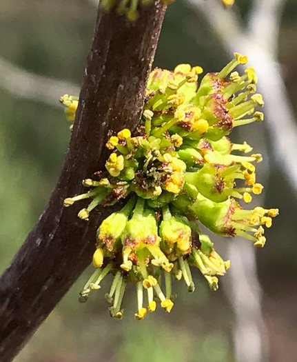 image of Zanthoxylum americanum, Northern Toothache Tree, Northern Prickly-ash