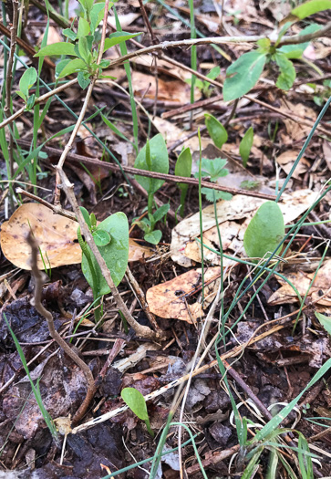 image of Ophioglossum pycnostichum, Southern Adder's-tongue