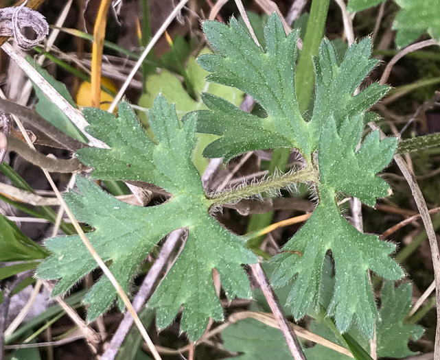 leaf or frond of Ranunculus bulbosus, Bulbous Buttercup