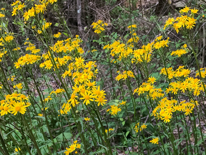 image of Packera aurea, Golden Ragwort, Heartleaf Ragwort, Golden Groundsel