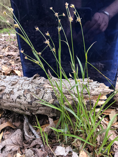 image of Luzula echinata, Hedgehog Woodrush, Spreading Woodrush