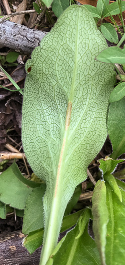 image of Solidago speciosa, Showy Goldenrod, Noble Goldenrod