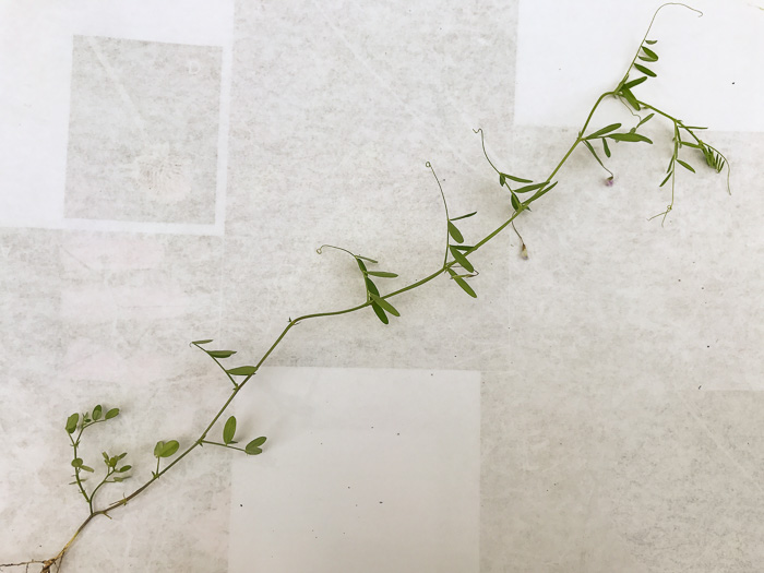 image of Vicia tetrasperma, Slender Vetch, Smooth Tare, Lentil Vetch, Sparrow Vetch