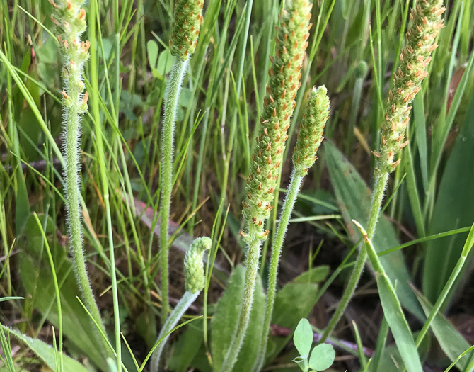 Plantago virginica, Virginia Plantain, Southern Plantain, Paleseed Plantain, Hoary Plantain