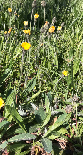 image of Pilosella officinarum, Mouse-ear Hawkweed