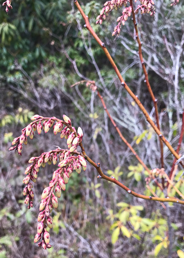 image of Eubotrys recurvus, Mountain Sweetbells, Mountain Fetterbush, Deciduous Fetterbush