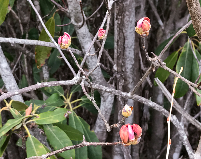 image of Rhododendron vaseyi, Pinkshell Azalea