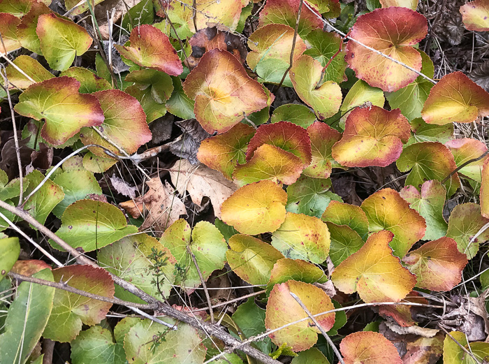 image of Galax urceolata, Galax, Beetleweed