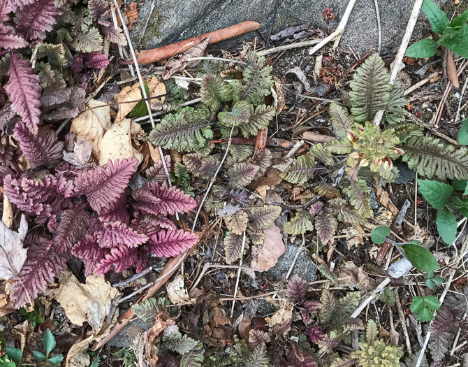 image of Pedicularis canadensis, Wood-betony, Eastern Lousewort, Fernleaf, Canadian Lousewort