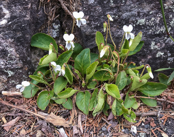 image of Viola primulifolia, Primrose-leaf Violet