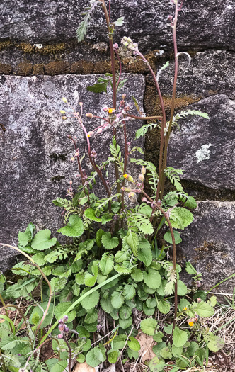 image of Packera aurea, Golden Ragwort, Heartleaf Ragwort, Golden Groundsel