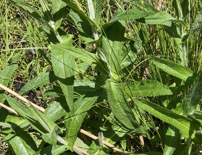 image of Eupatorium perfoliatum, Boneset