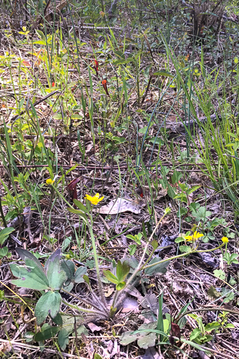 image of Ranunculus hispidus, Hispid Buttercup, Hairy Buttercup