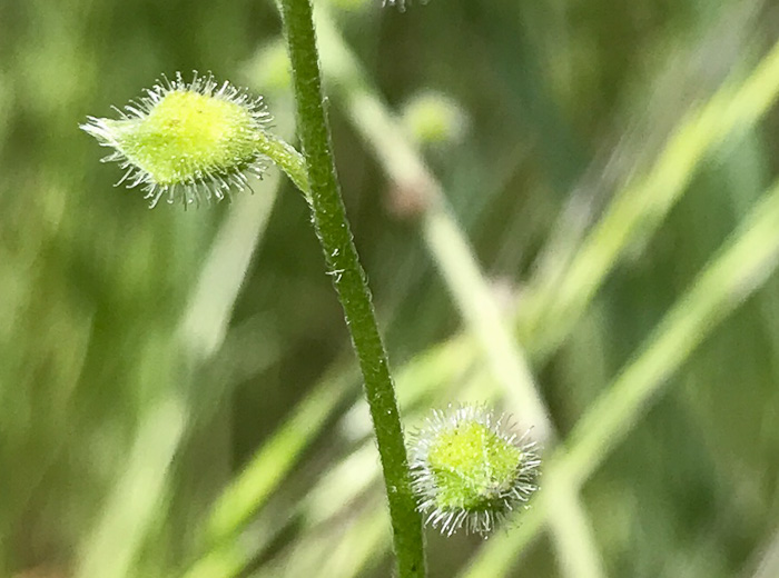 image of Myosotis macrosperma, Bigseed Forget-me-not, Scorpion-grass, Largeseed Forget-me-not