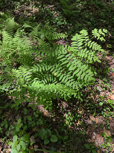 image of Osmunda spectabilis, American Royal Fern