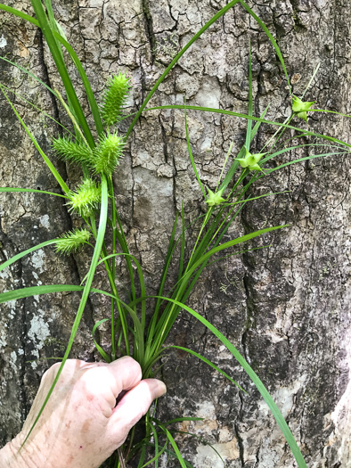 image of Carex lurida, Sallow Sedge