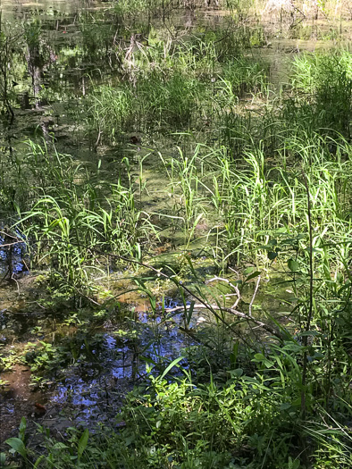 image of Leersia oryzoides, Rice Cutgrass