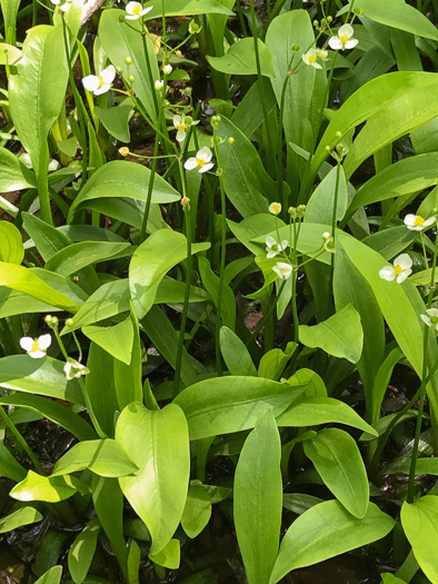 image of Sagittaria fasciculata, Bunched Arrowhead