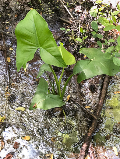 Peltandra virginica, Green Arrow-arum, Tuckahoe