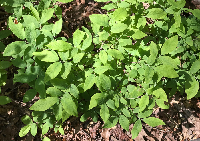 image of Vaccinium stamineum var. 2, Appalachian Deerberry