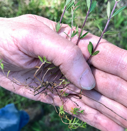 image of Lechea racemulosa, Racemose Pinweed, Appalachian Pinweed, Oblong-fruit Pinweed