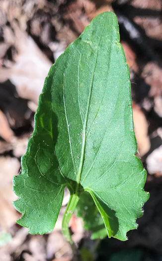 image of Viola sagittata, Arrowleaf Violet, Arrowhead Violet