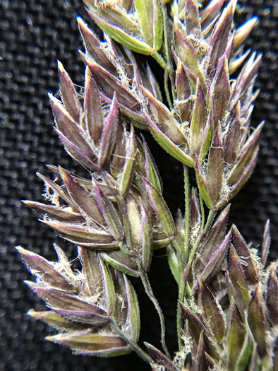 sepals or bracts of Poa pratensis ssp. pratensis, Kentucky Bluegrass, Junegrass, Speargrass