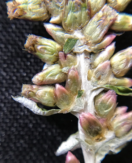 image of Gamochaeta impatiens, Elegant Cudweed, Shiny Cudweed, American Everlasting