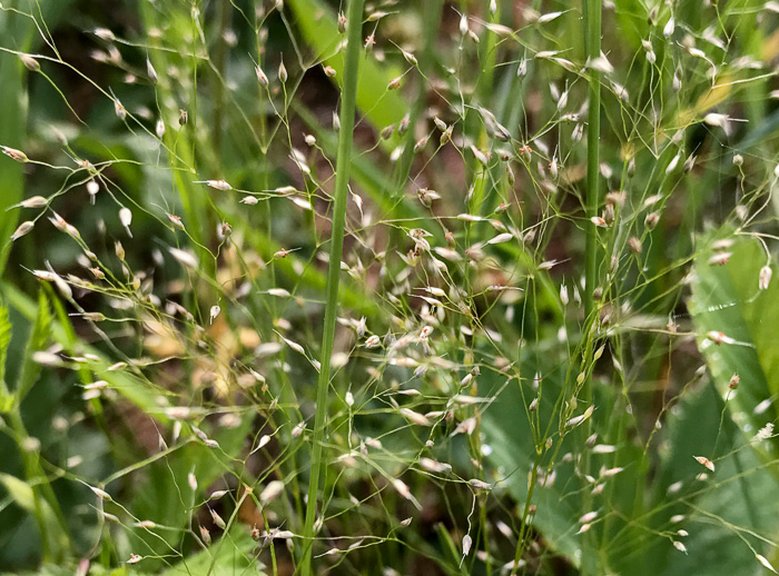 image of Aira elegans, Elegant Hairgrass, Annual Silver Hairgrass