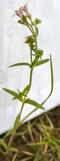 image of Houstonia longifolia var. compacta, Eastern Longleaf Bluet