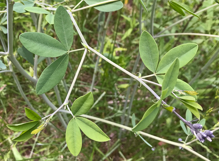 trifoliate