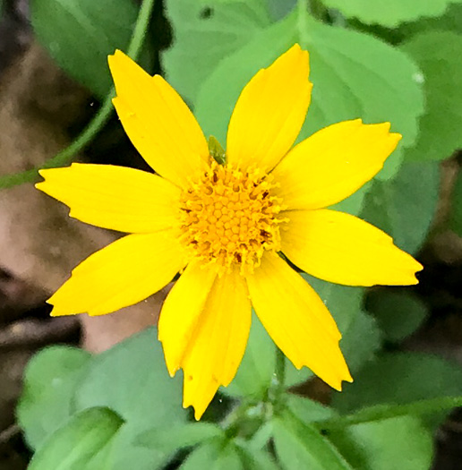 image of Coreopsis auriculata, Eared Coreopsis, Lobed Coreopsis, Eared Tickseed, Lobed Tickseed