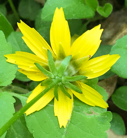 image of Coreopsis auriculata, Eared Coreopsis, Lobed Coreopsis, Eared Tickseed, Lobed Tickseed