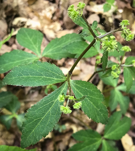 image of Sanicula smallii, Small's Sanicle, Southern Sanicle, Small's Black-snakeroot