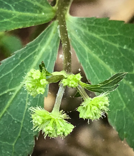 flower of Sanicula smallii, Small's Sanicle, Southern Sanicle, Small's Black-snakeroot