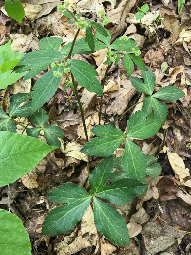 image of Sanicula smallii, Small's Sanicle, Southern Sanicle, Small's Black-snakeroot