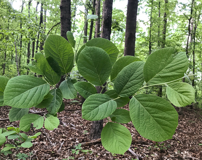 image of Styrax grandifolius, Bigleaf Snowbell, Bigleaf Storax, Large-leaved Storax