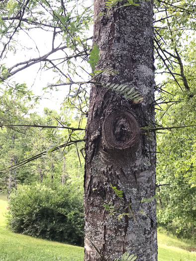 image of Gleditsia triacanthos, Honey Locust