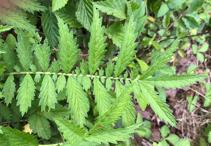 leaf or frond of Agrimonia parviflora, Southern Agrimony, Small-flowered Agrimony, Harvestlice