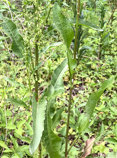 image of Rumex crispus ssp. crispus, Curly Dock, Yellow Dock