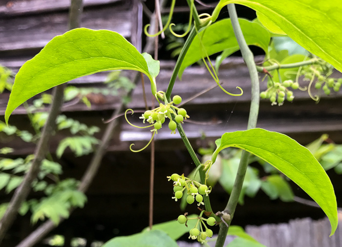 image of Smilax rotundifolia, Common Greenbrier, Common Catbrier, Bullbrier, Horsebrier