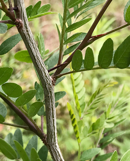 image of Gleditsia triacanthos, Honey Locust