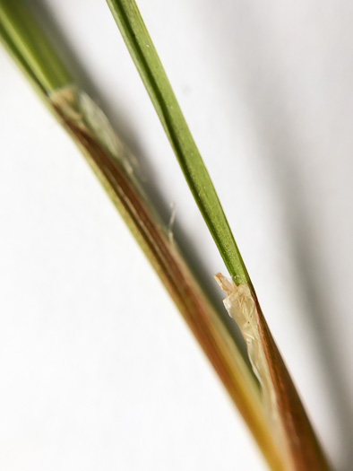 image of Juncus tenuis, Path Rush, Poverty Rush, Slender Rush