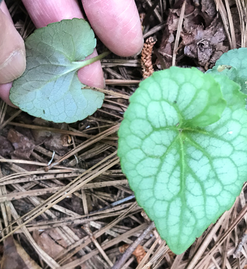 image of Viola hirsutula, Southern Woodland Violet, Silvery Purple-leaf Violet, Southern Wood Violet