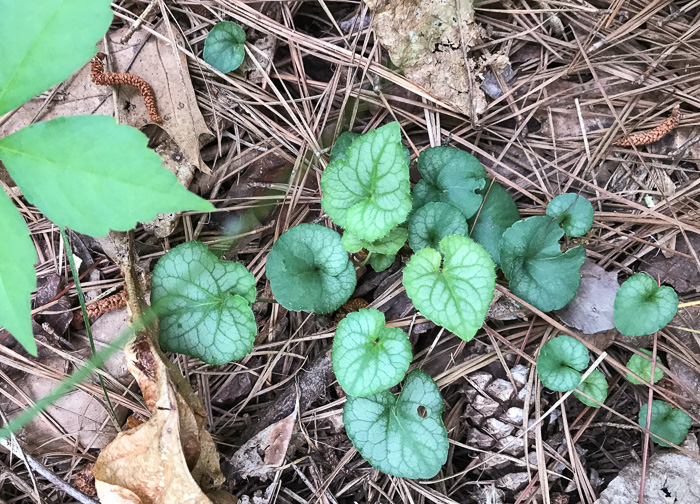 image of Viola hirsutula, Southern Woodland Violet, Silvery Purple-leaf Violet, Southern Wood Violet