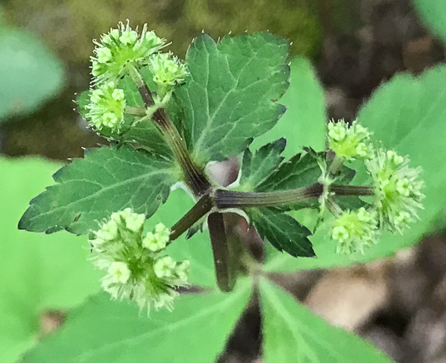 image of Sanicula smallii, Small's Sanicle, Southern Sanicle, Small's Black-snakeroot